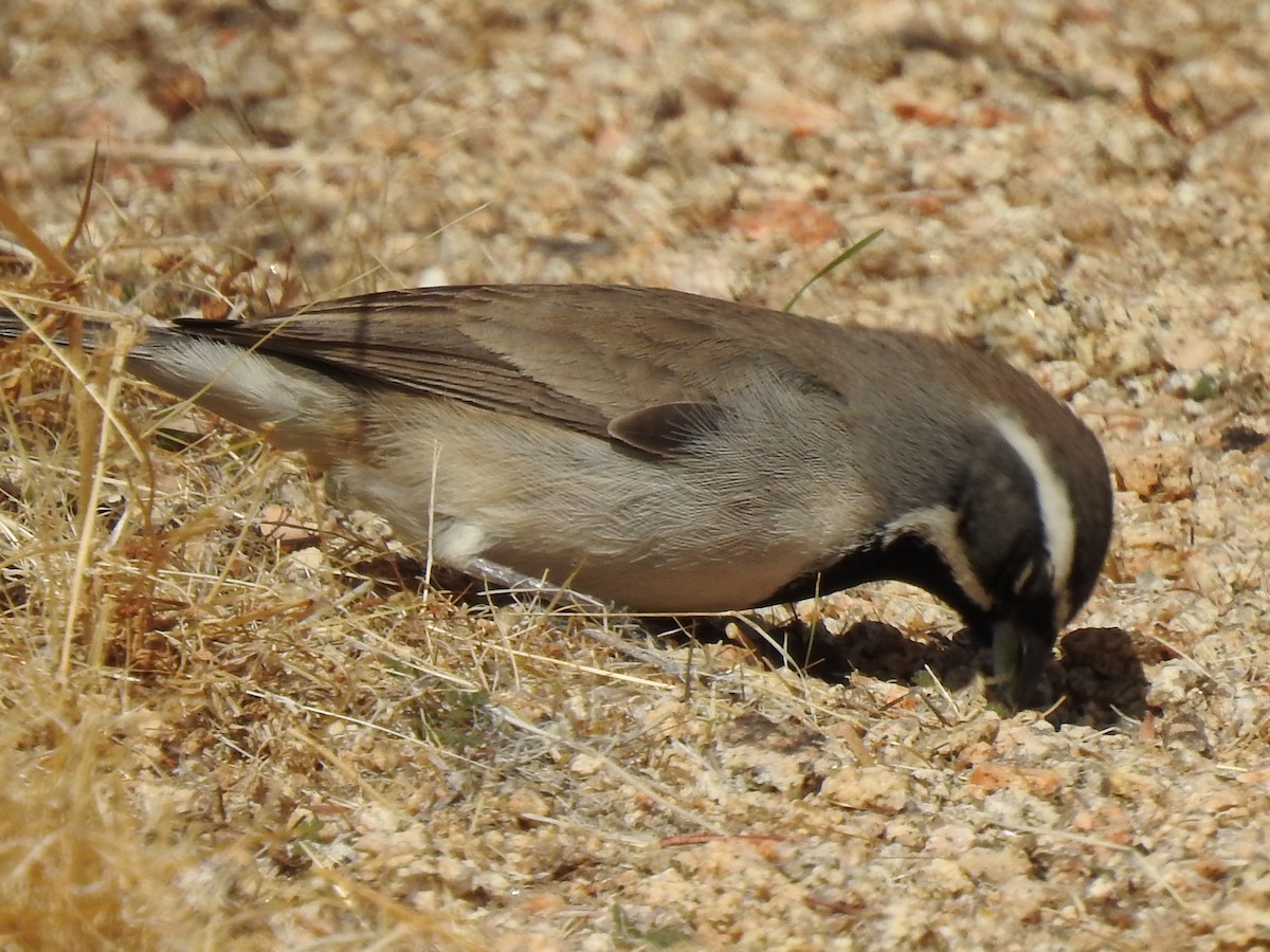 Black-throated Sparrow - ML645080130