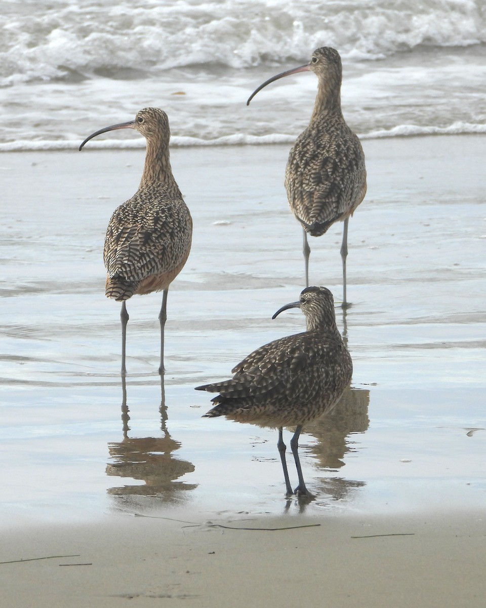 Long-billed Curlew - ML645080135
