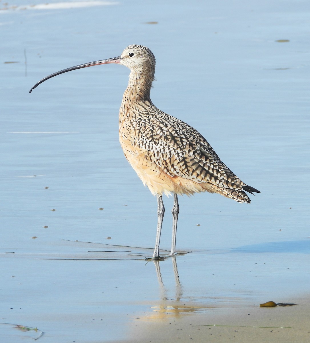Long-billed Curlew - ML645080136