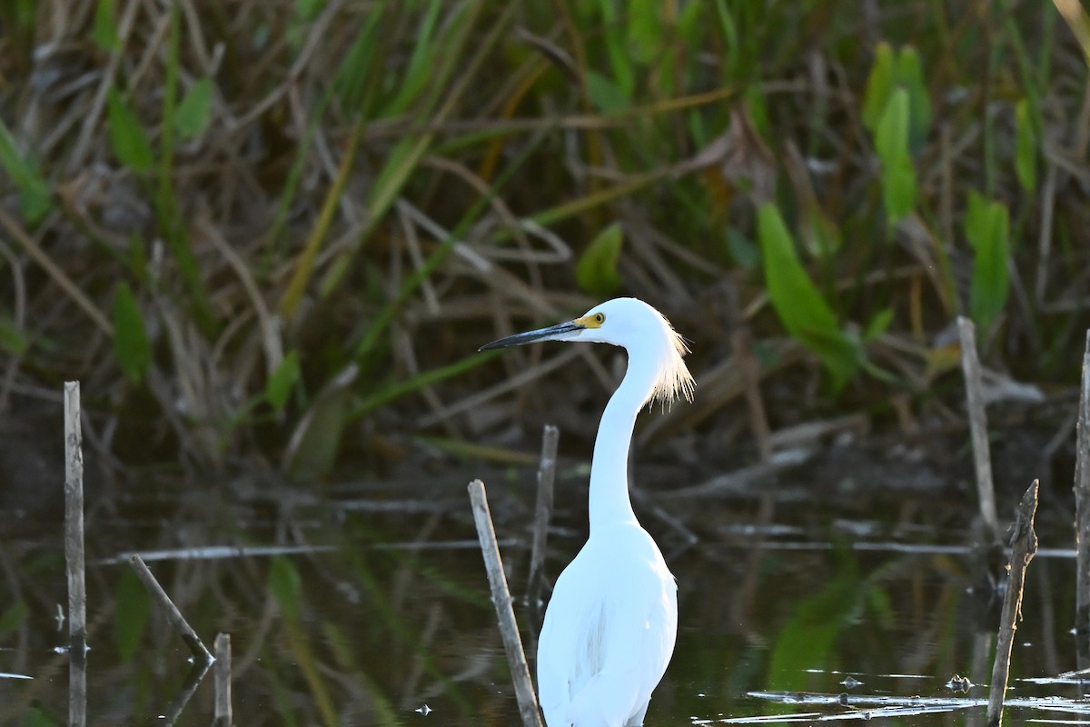 Snowy Egret - ML645080138