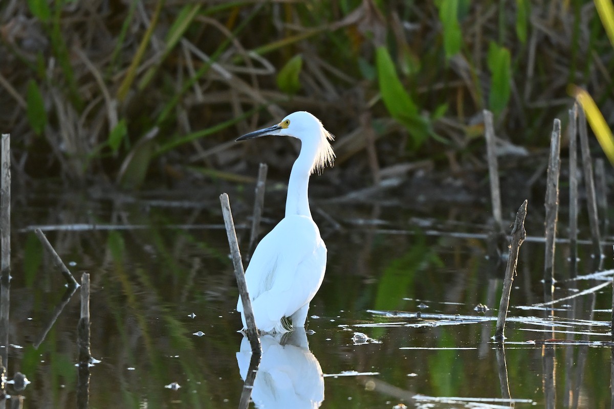 Snowy Egret - ML645080139