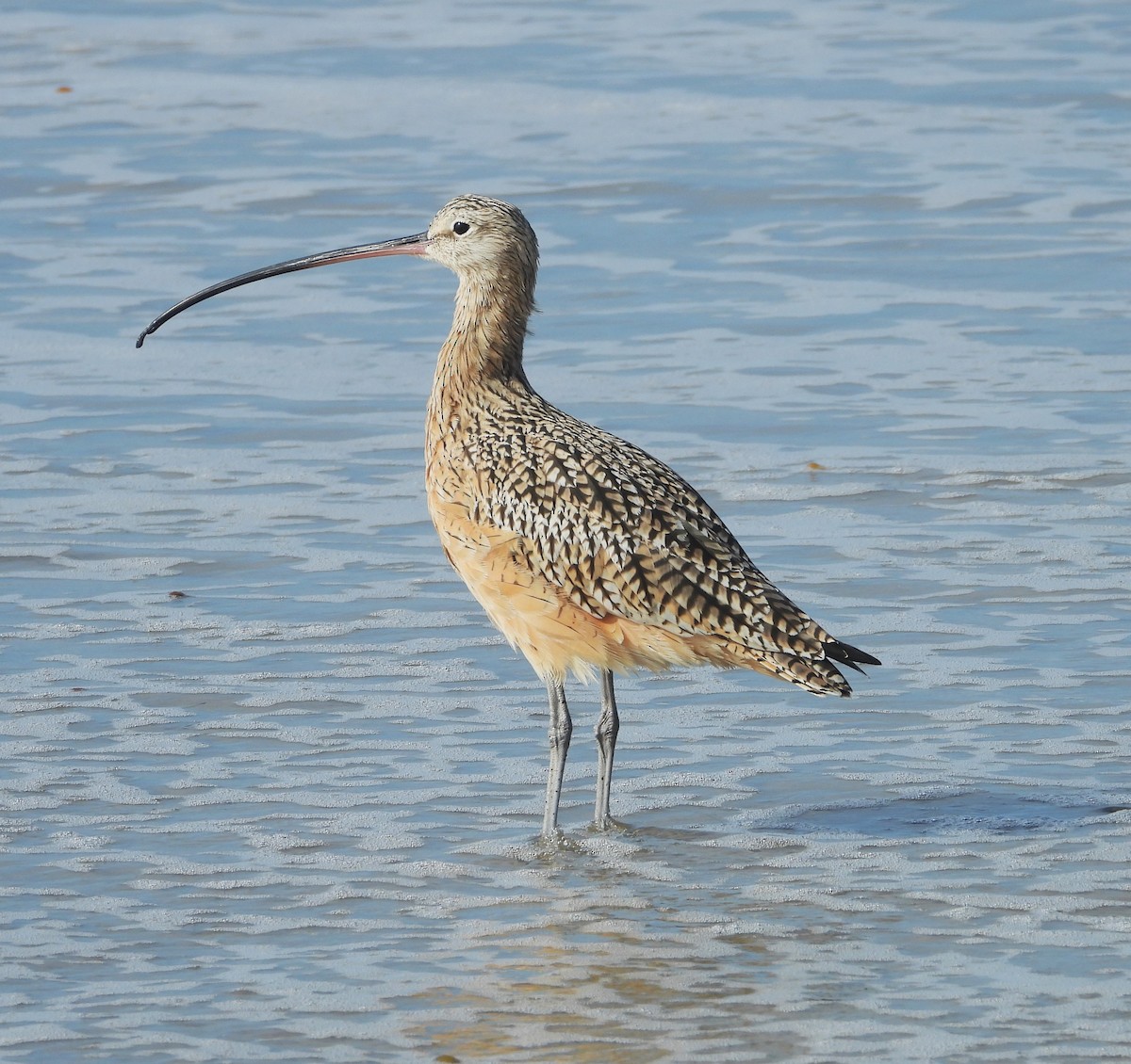 Long-billed Curlew - ML645080140