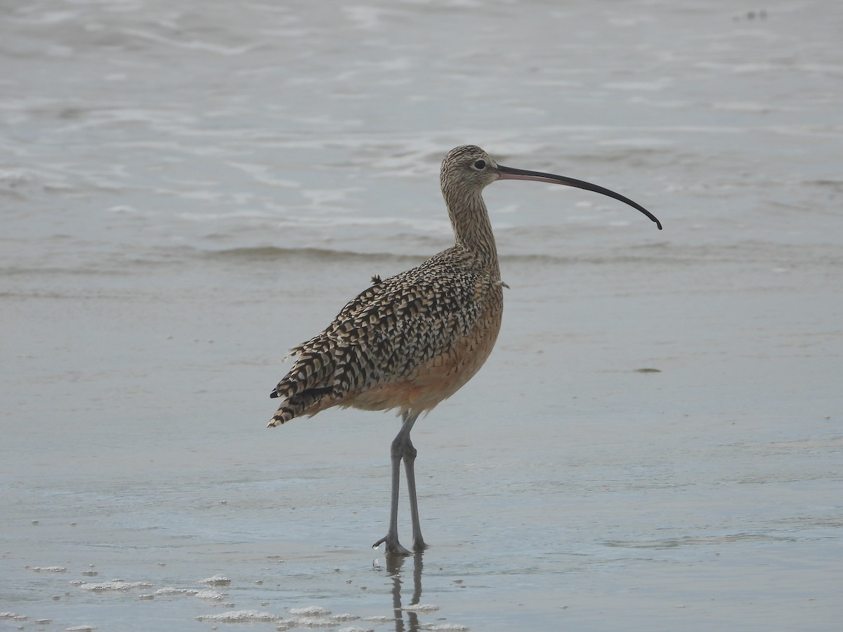 Long-billed Curlew - ML645080141