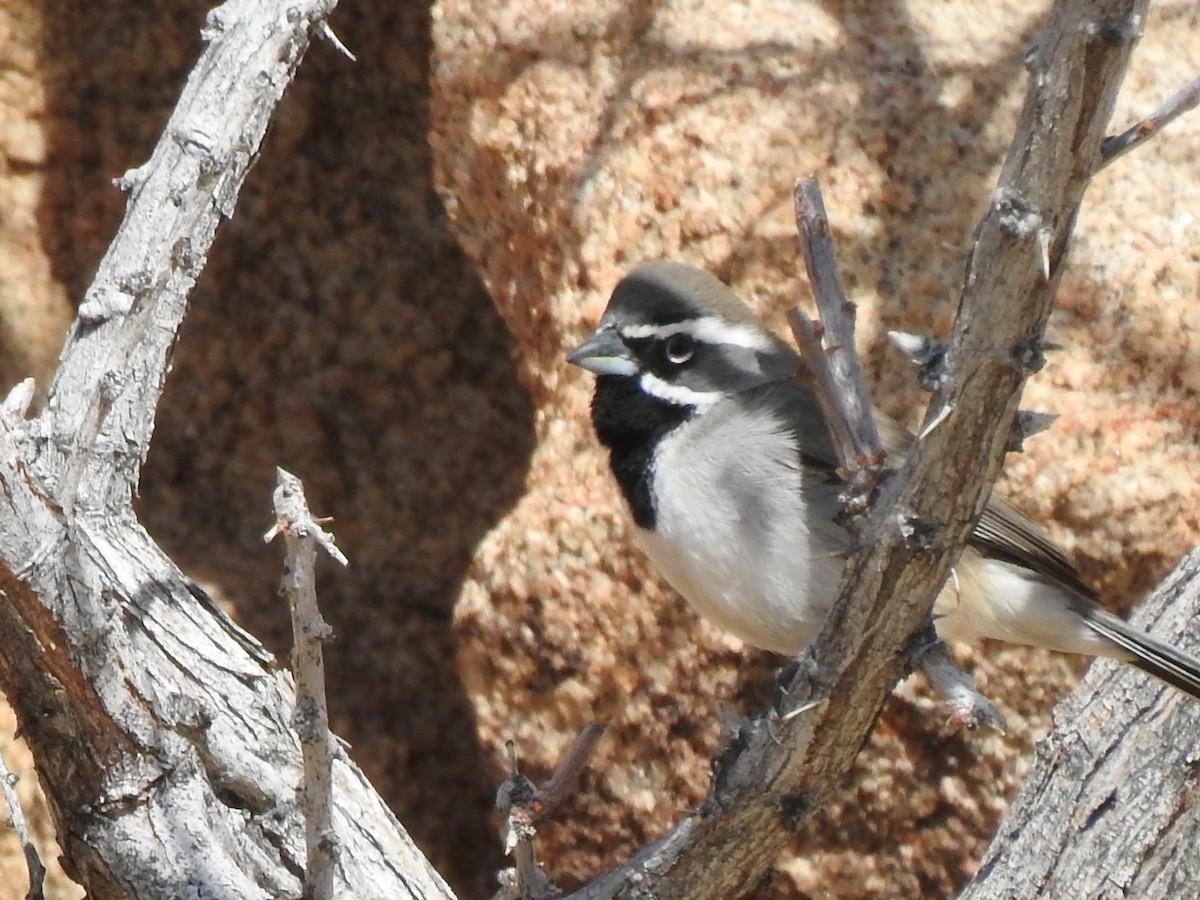 Black-throated Sparrow - ML645080146
