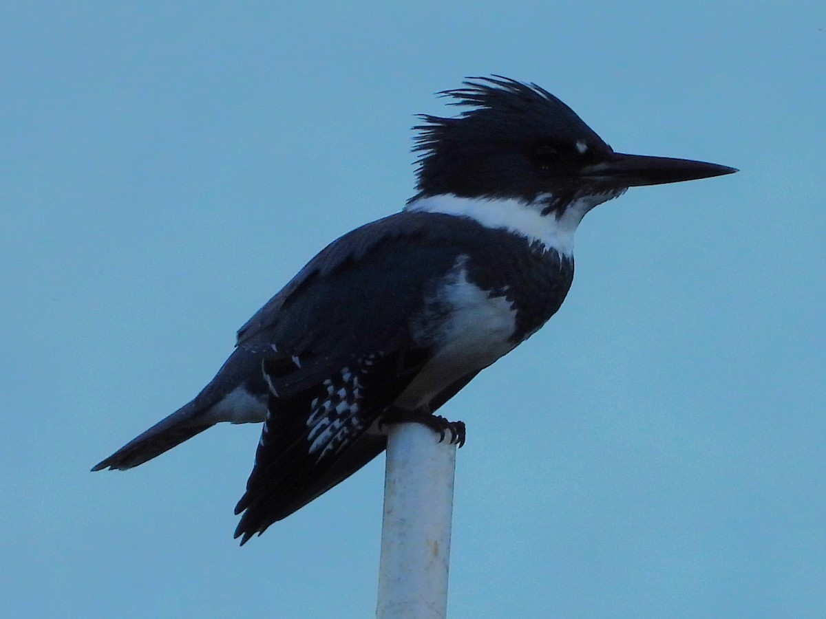 שלדג אמריקני - ML645080151