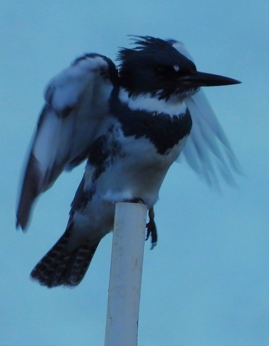 שלדג אמריקני - ML645080152
