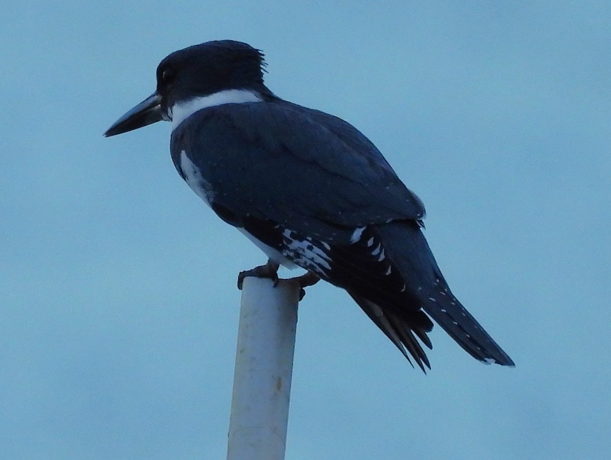 שלדג אמריקני - ML645080153