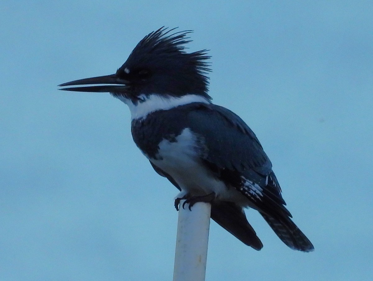 שלדג אמריקני - ML645080154
