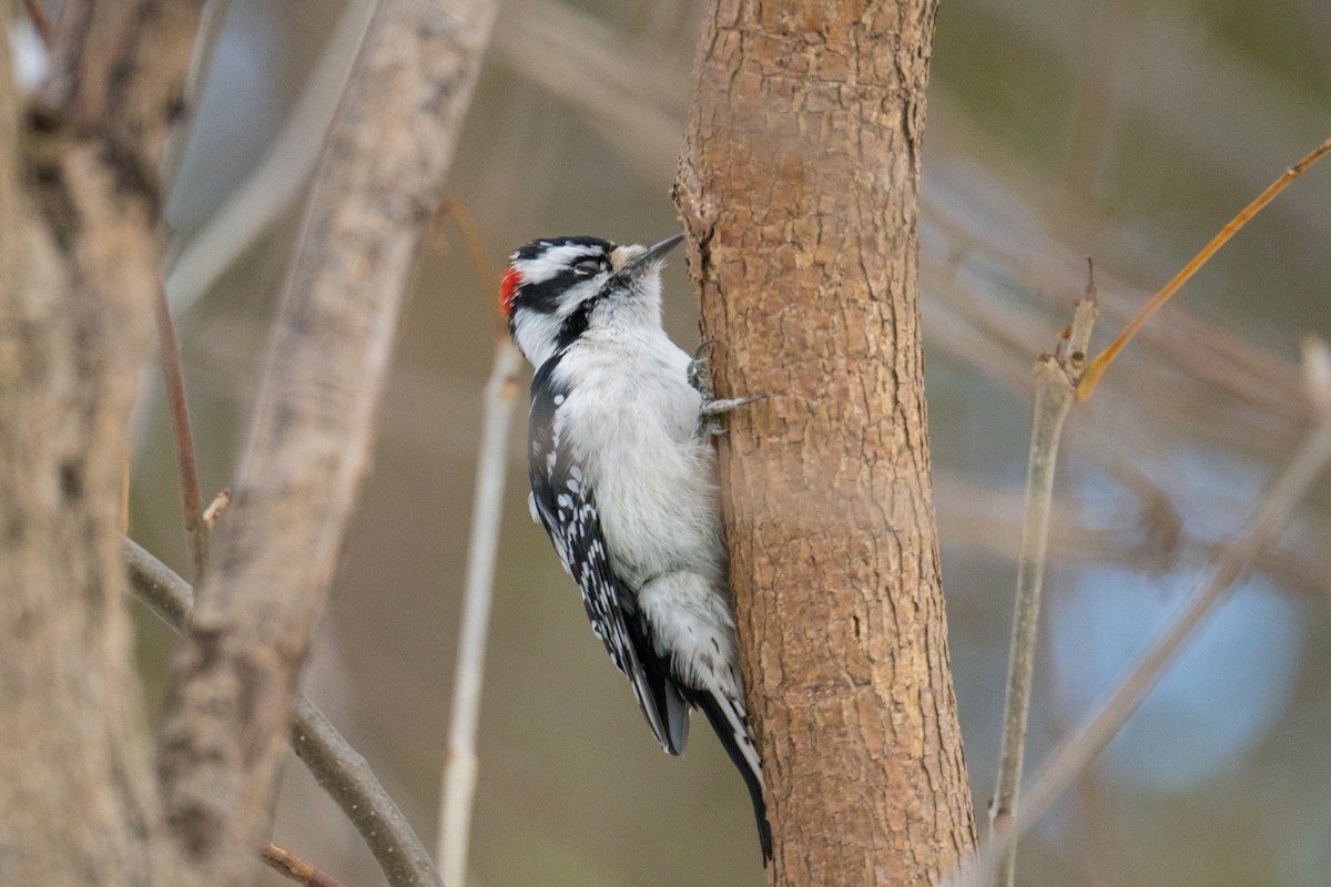 Downy Woodpecker - ML645080158
