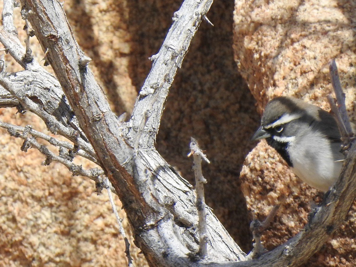 Black-throated Sparrow - ML645080160