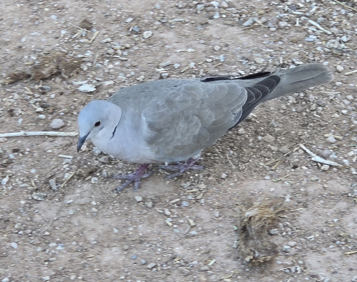 hrdlička zahradní - ML645080172