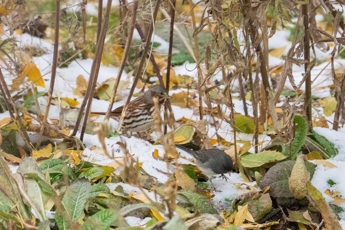 Fox Sparrow - ML645080173