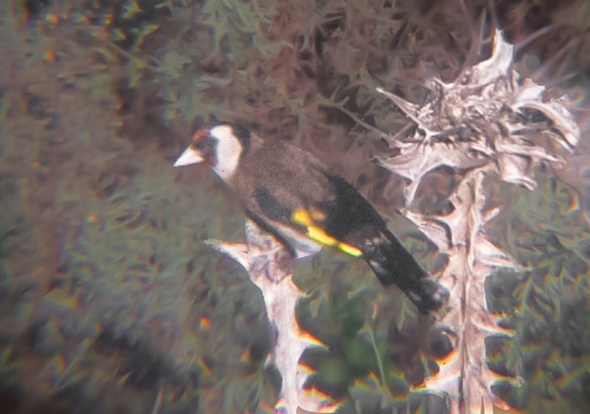 stehlík obecný - ML645080176