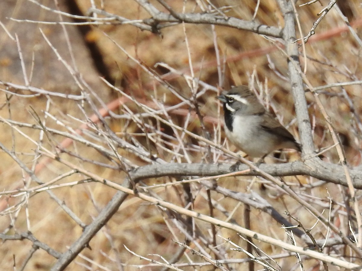 Black-throated Sparrow - ML645080178
