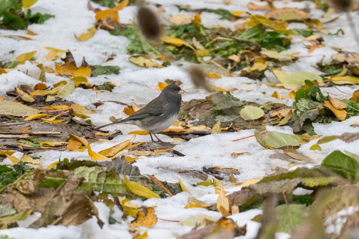Dark-eyed Junco - ML645080182