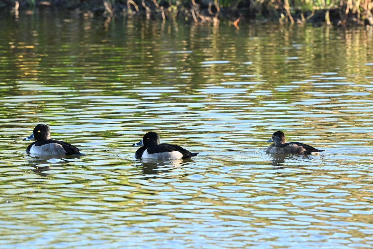 Ring-necked Duck - ML645080188