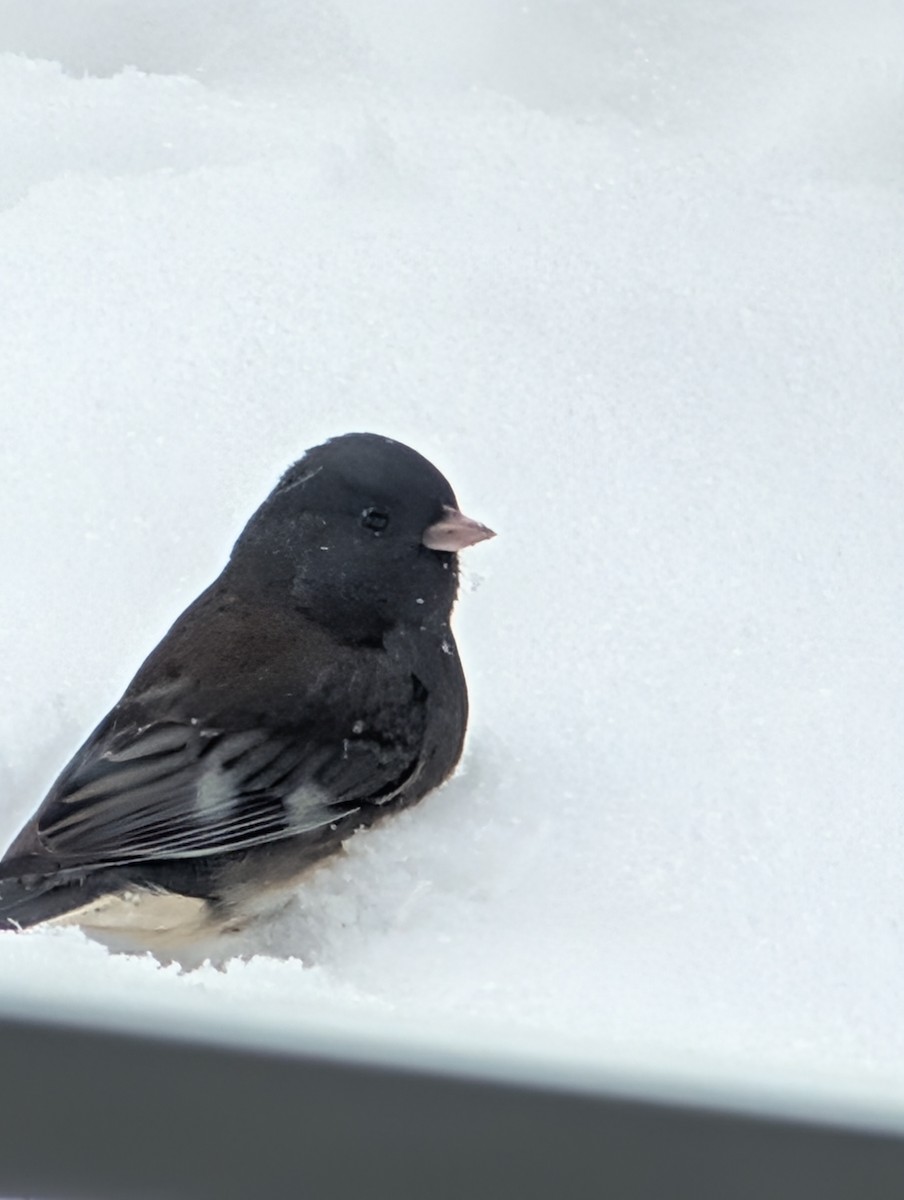 Dark-eyed Junco (Slate-colored) - ML645080196
