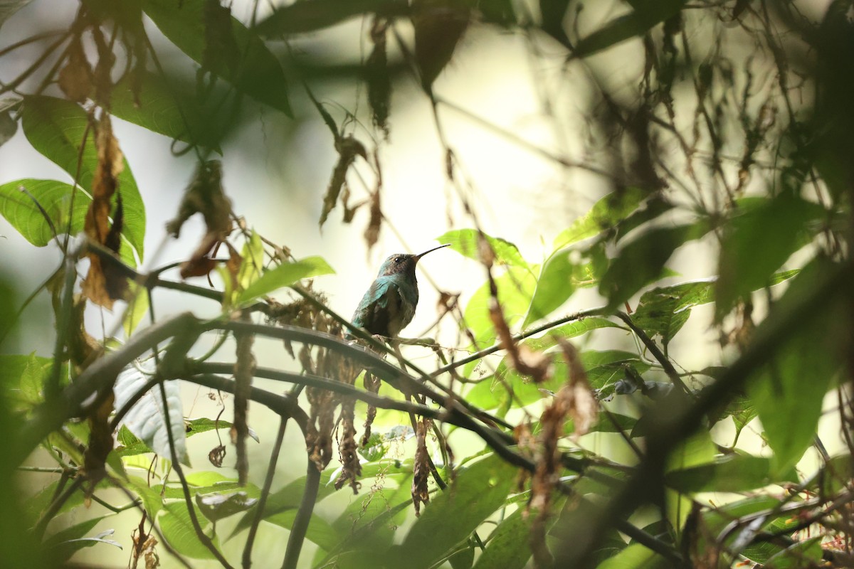 Lesser Violetear - ML645080200