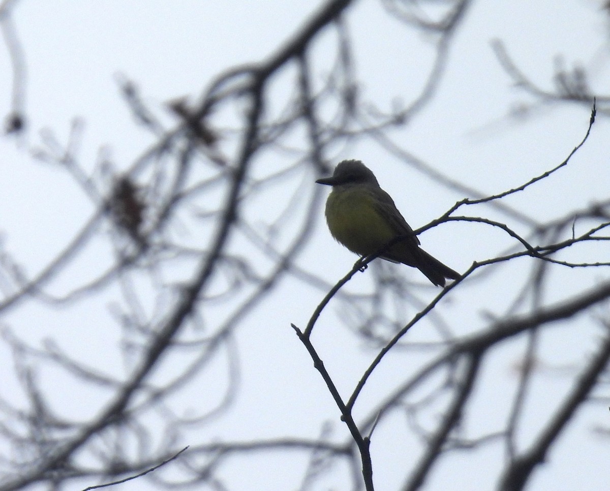 Tropical Kingbird - ML645080206