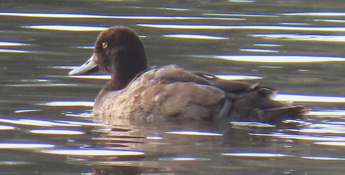 コスズガモ - ML645080215