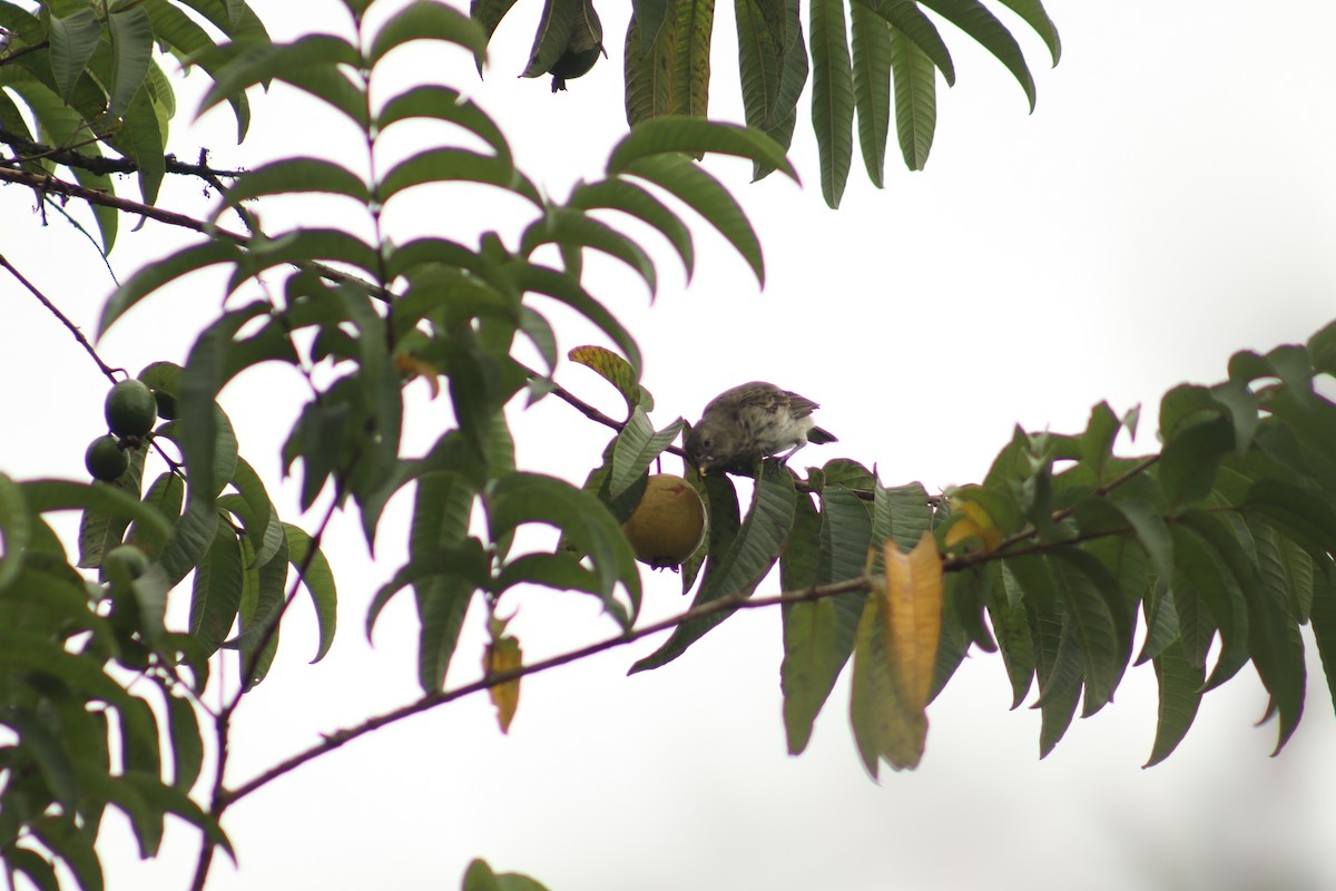 Large Ground-Finch - ML645080220