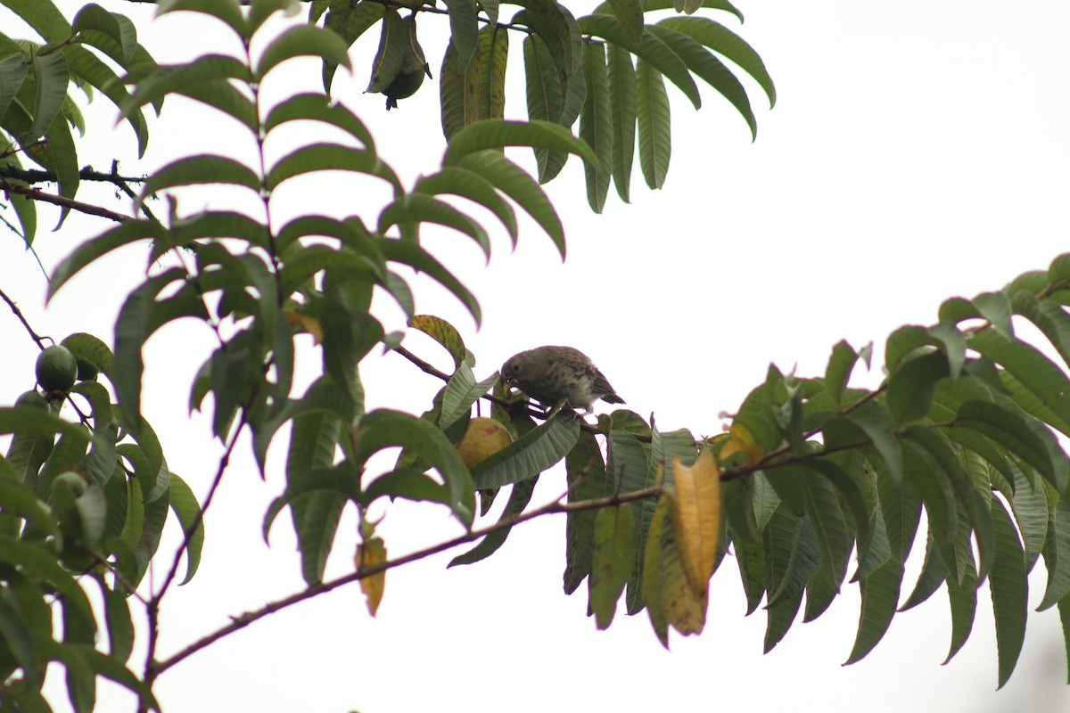 Large Ground-Finch - ML645080221
