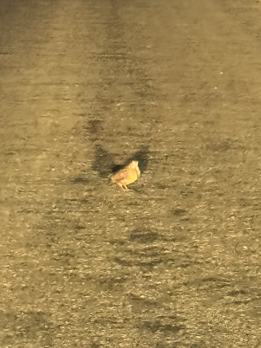 American Woodcock - ML645080222