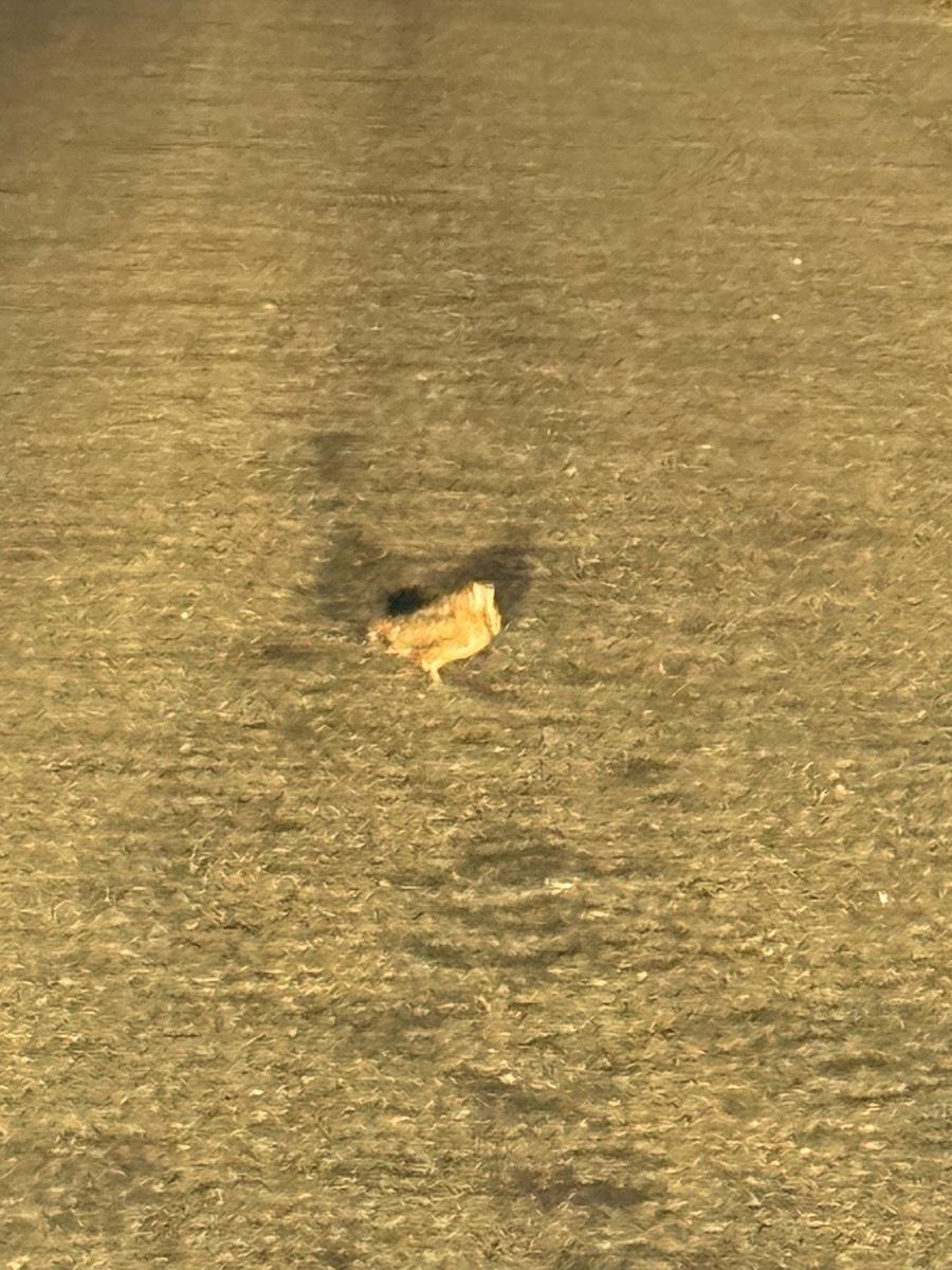 American Woodcock - ML645080223