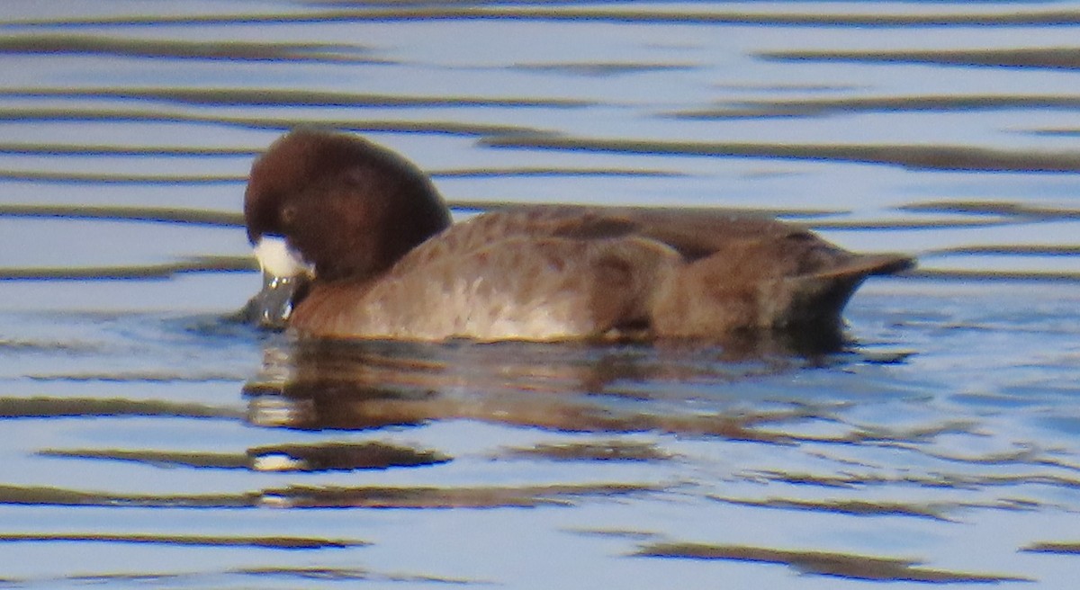 コスズガモ - ML645080230