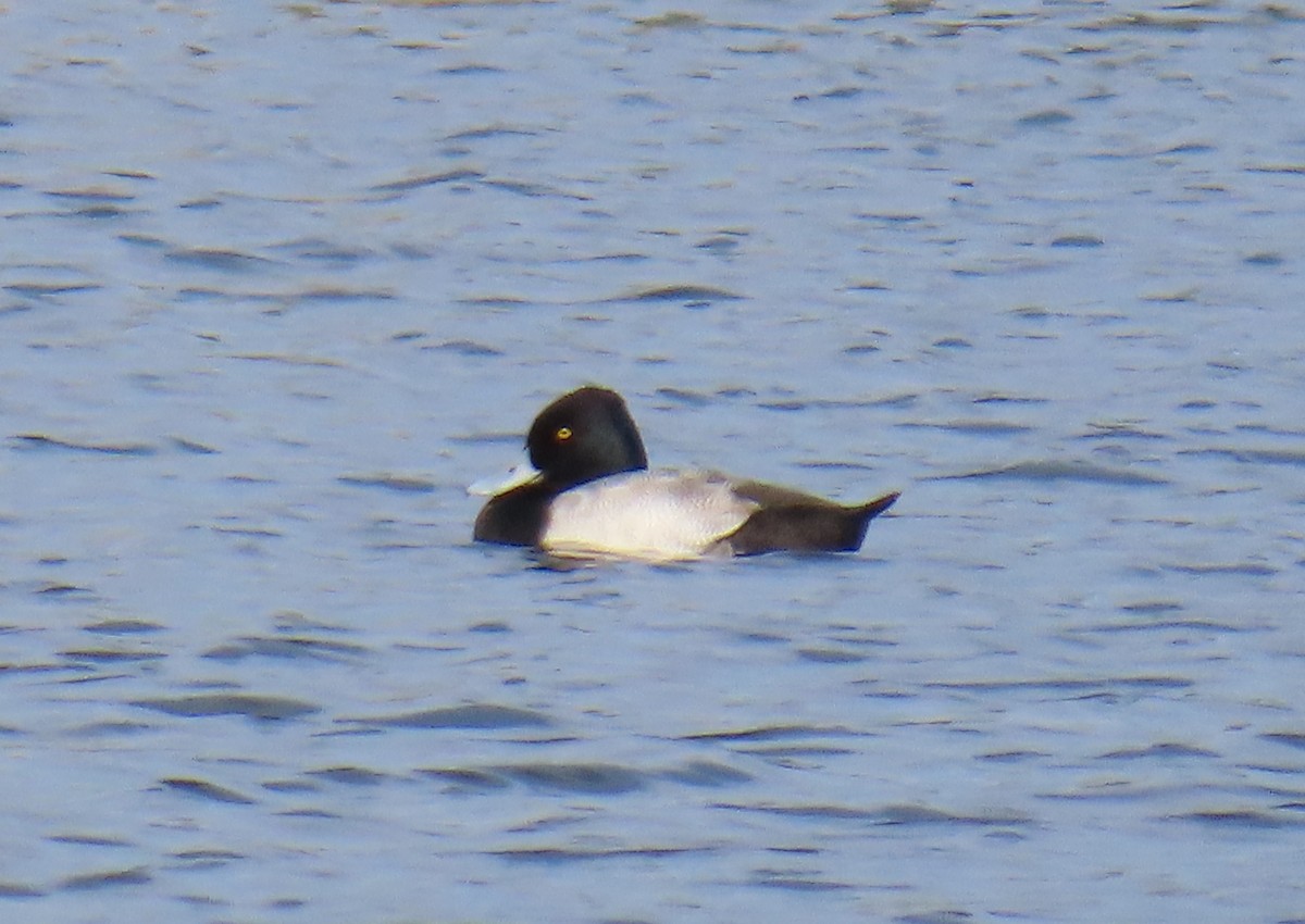 コスズガモ - ML645080233