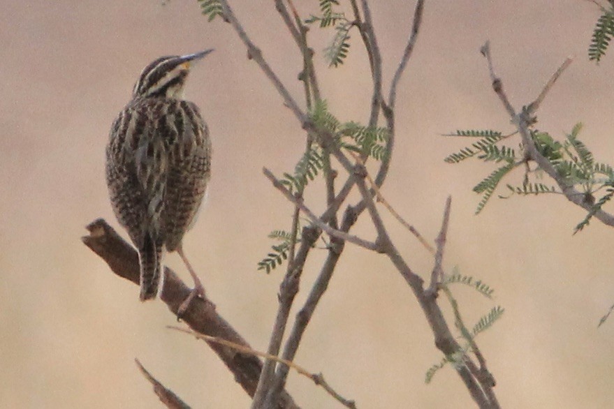 Chihuahuan Meadowlark - ML645080234