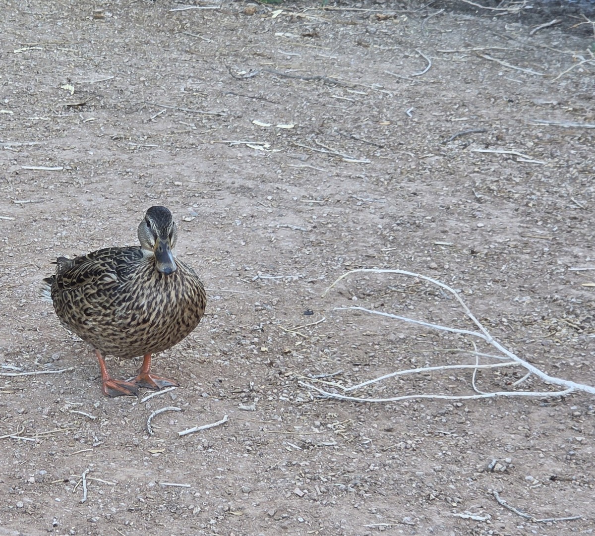 kachna divoká - ML645080252