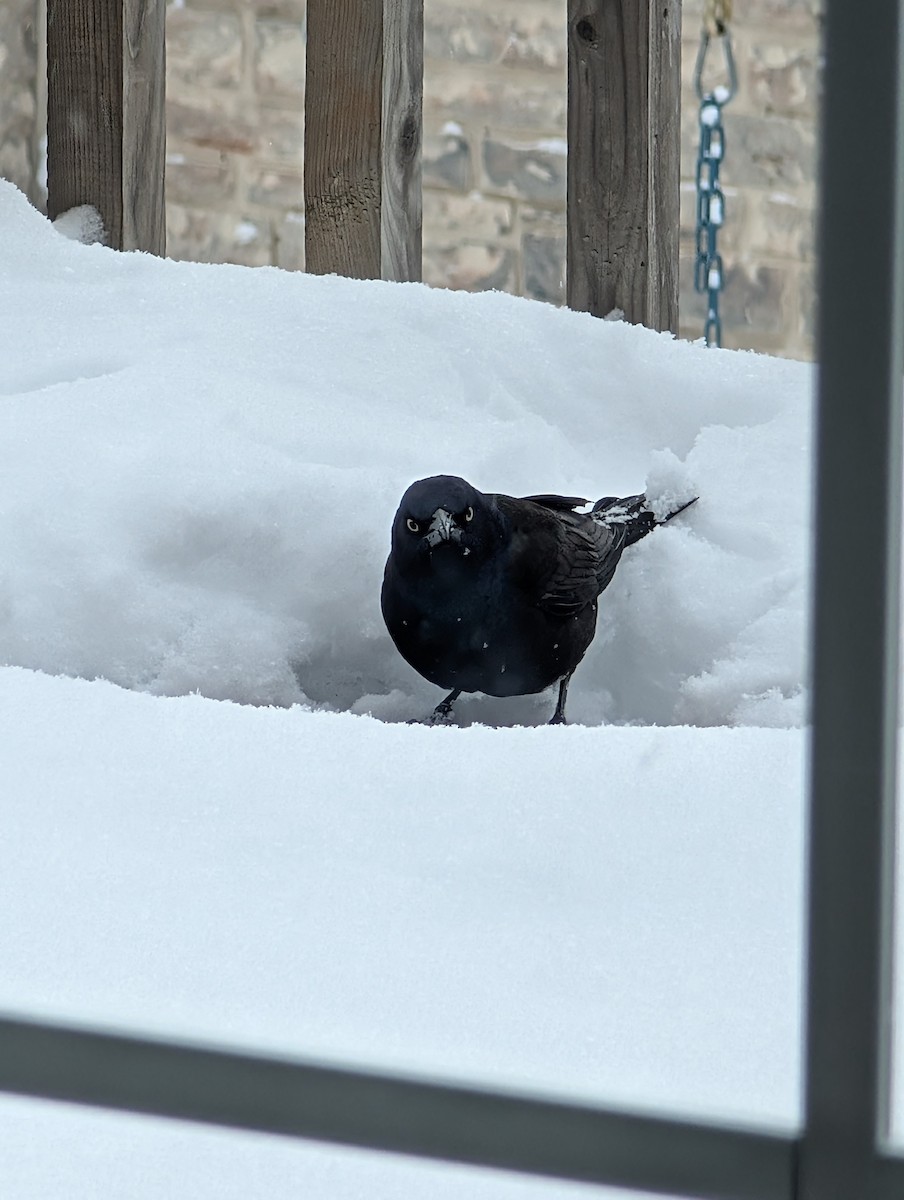 Common Grackle - ML645080257