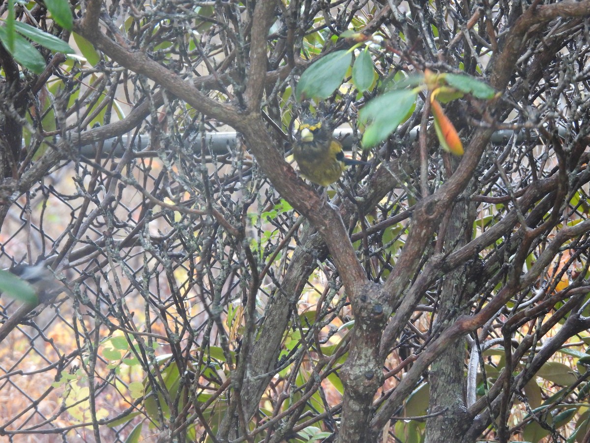 Evening Grosbeak - ML645080281