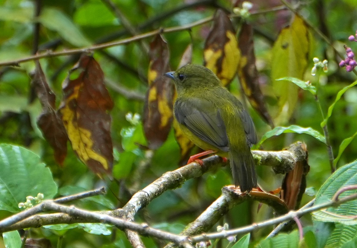 Ak Boyunlu Manakin - ML645080283