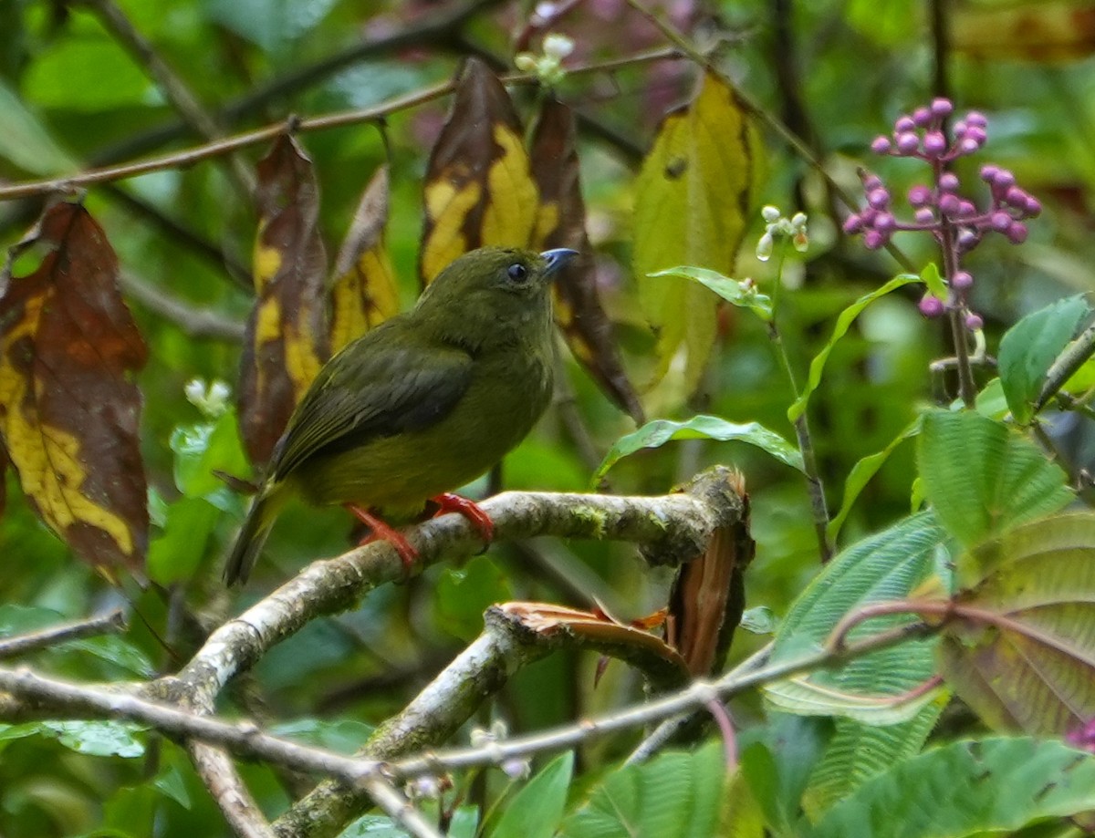 Ak Boyunlu Manakin - ML645080284