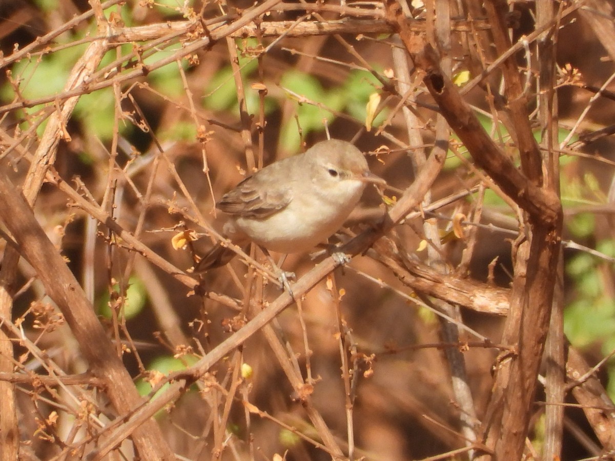 Eastern Olivaceous Warbler - ML645080285
