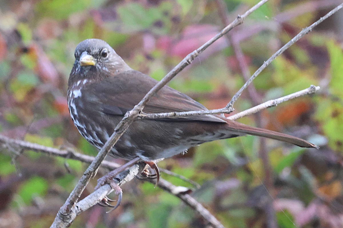 Fox Sparrow - ML645080286