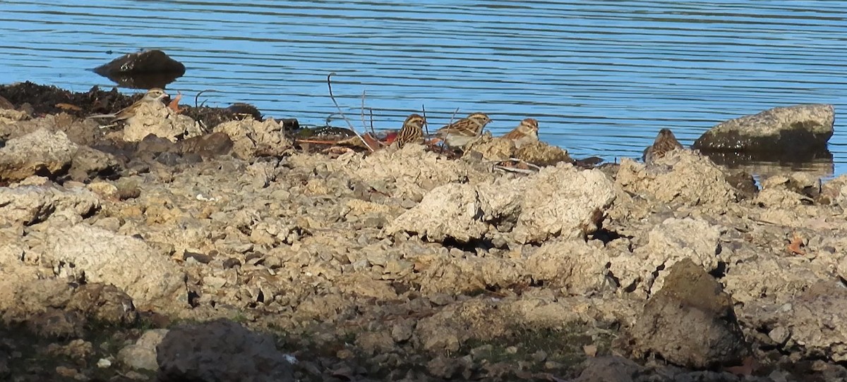 Chipping Sparrow - ML645080287