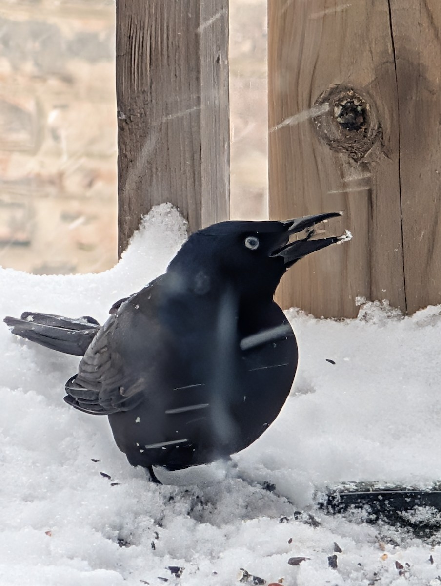 Common Grackle - ML645080299