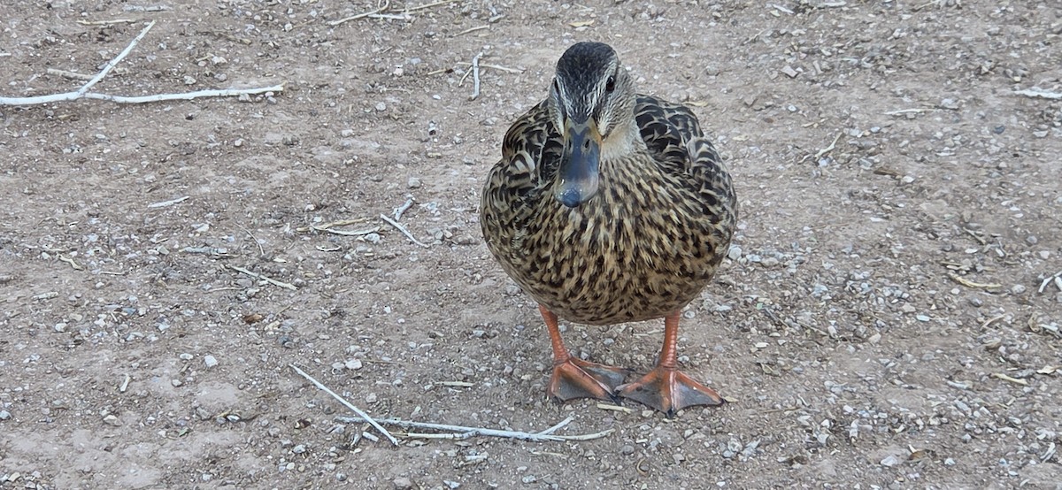 kachna divoká - ML645080310