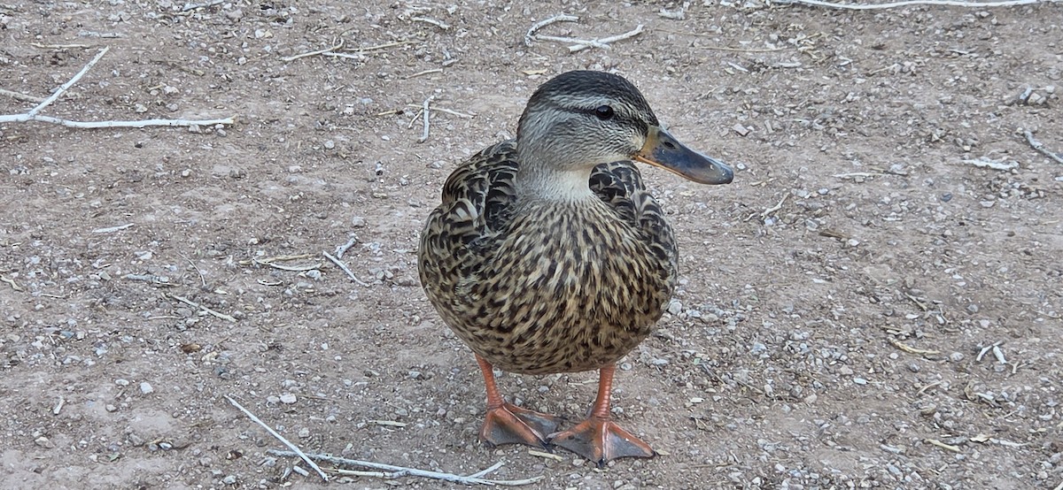 kachna divoká - ML645080311