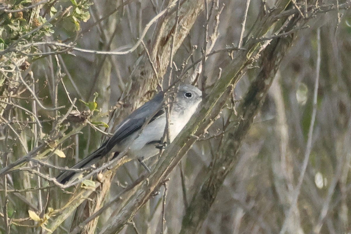 Комароловка сиза - ML645080315