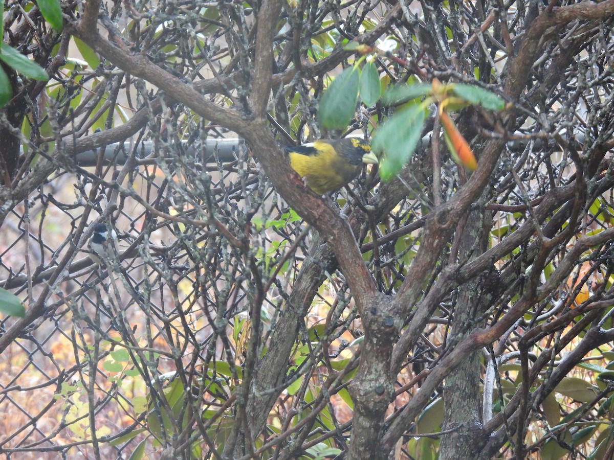 Evening Grosbeak - ML645080319