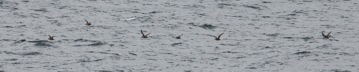 Short-tailed Shearwater - ML645080337