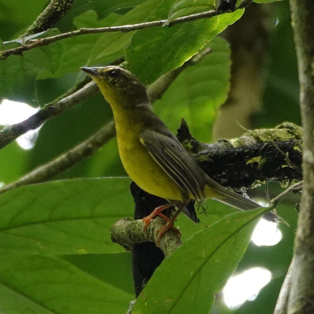 Golden-crowned Warbler - ML645080346