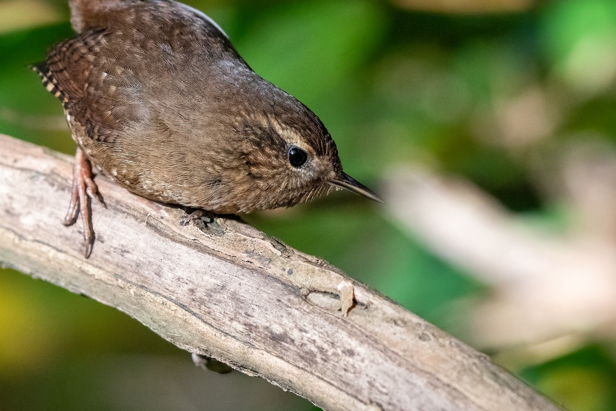 Pacific Wren - ML645080352