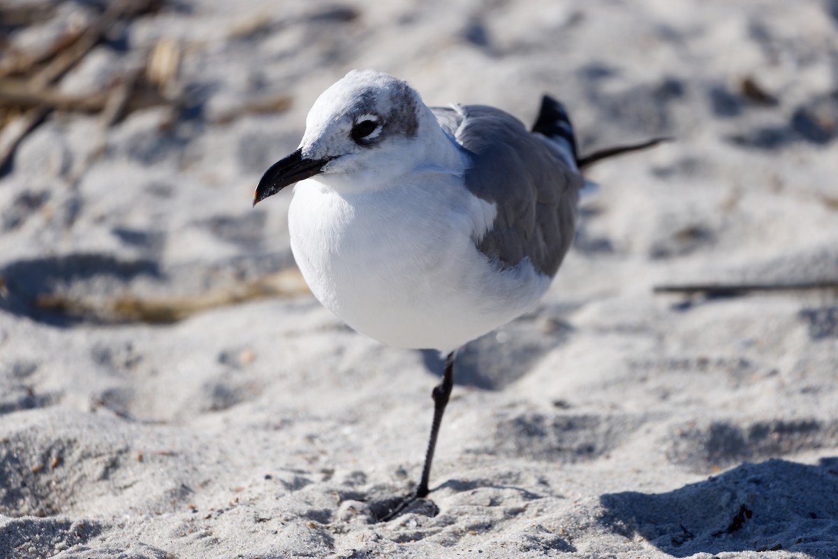 Laughing Gull - ML645080354