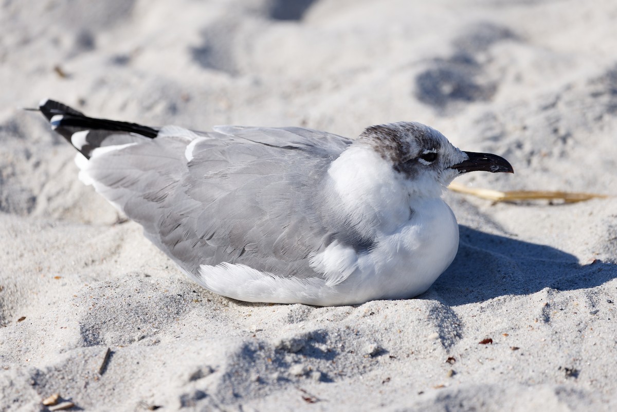 Laughing Gull - ML645080355