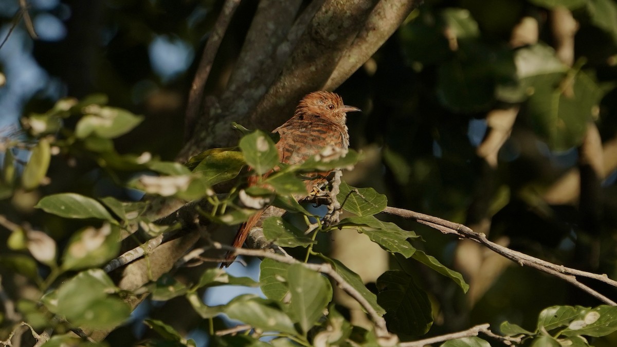 Cuco Pechigrís - ML645080358